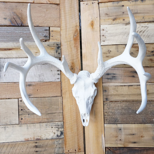European Whitetail Deer Mount European Whitetail Deer Mount